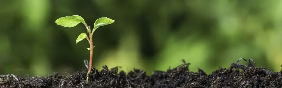 SLIDE-plant1